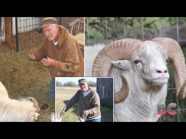 US man jailed for cloning giant sheep for trophy hunting