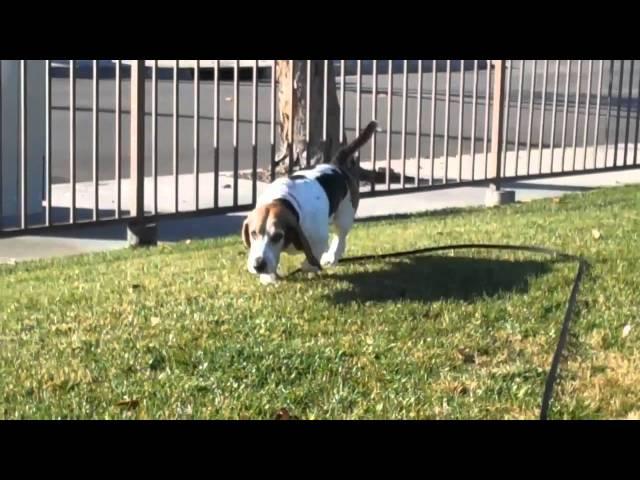 Bogie - Basset Hound Rescue of So. Calif.