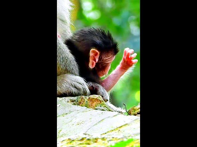 Newborn baby monkey look so adorable today