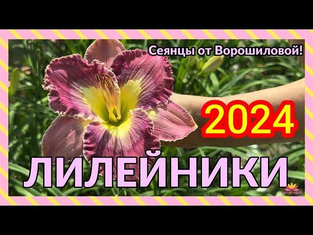 Цветение лилейников! Сеянцы Ворошиловой / Сад Ворошиловой