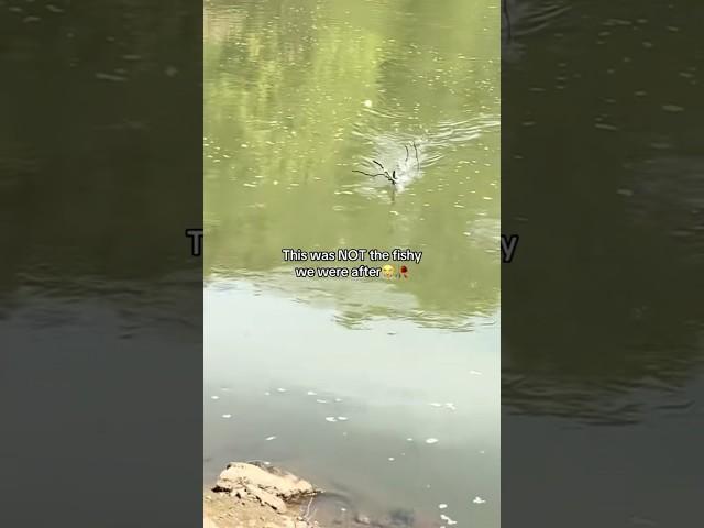 This is NOT the targeted species! #fishing #shorts