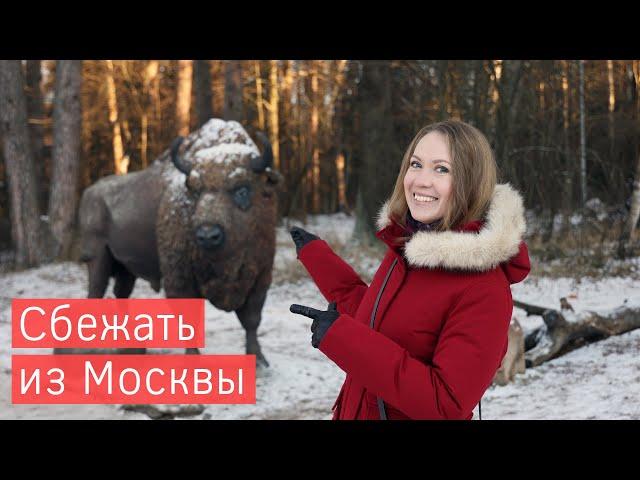 Winter in Russia. Aurochs are in the frame. Ancient Serpukhov. Chekhov's estate in Melikhov.