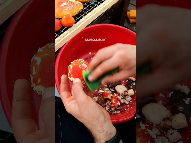 Телеграм MUHOMORBY #мухомор #amanitamuscaria #микродозинг