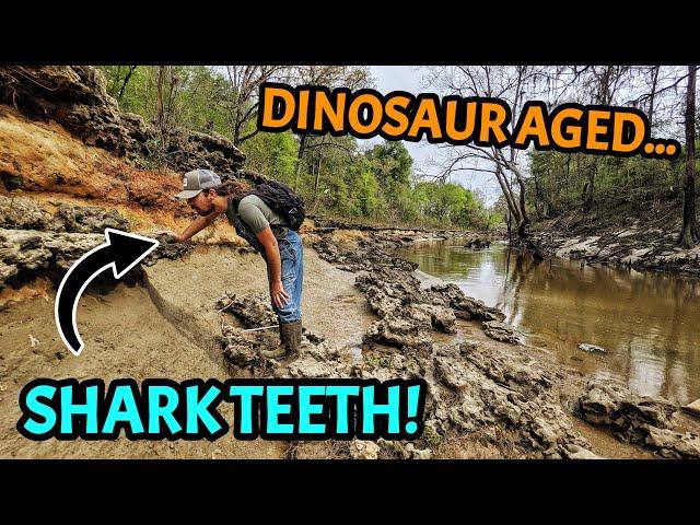 This Alabama Riverbank is LOADED with Shark Teeth from the Age of the DINOSAURS!