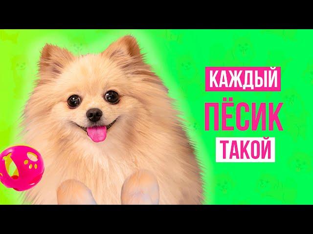 КАЖДЫЙ ПЕСИК ТАКОЙ | СКЕТЧ