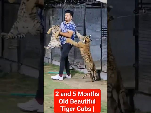 2 and 5 Months Old Beautiful Tiger Cubs | #viral #sort #car