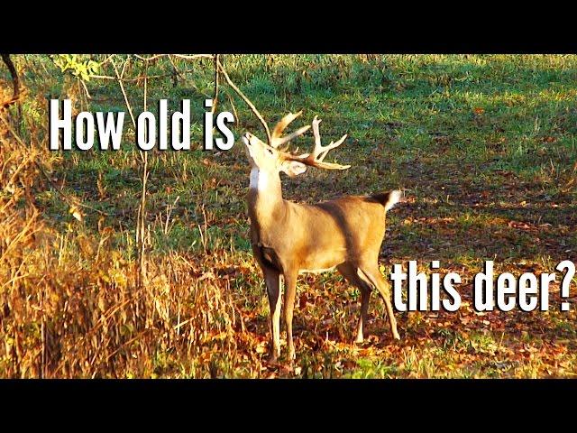 Learn How to Age a Whitetail Deer with Keith Warren