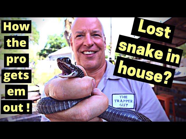 How to get a snake out of your house (professional advice)