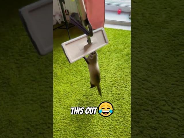 This Ferret's Response to Chores Will Make You Laugh! 