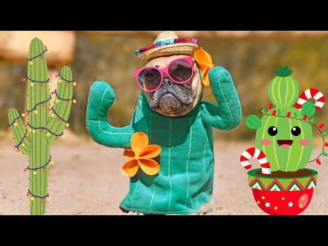 Is a Christmas Cactus Poisonous to Dogs Latest Video