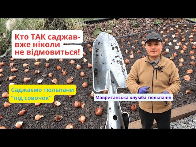 Це найкращий спосіб посадки тюльпанів! Мавританська клумба.