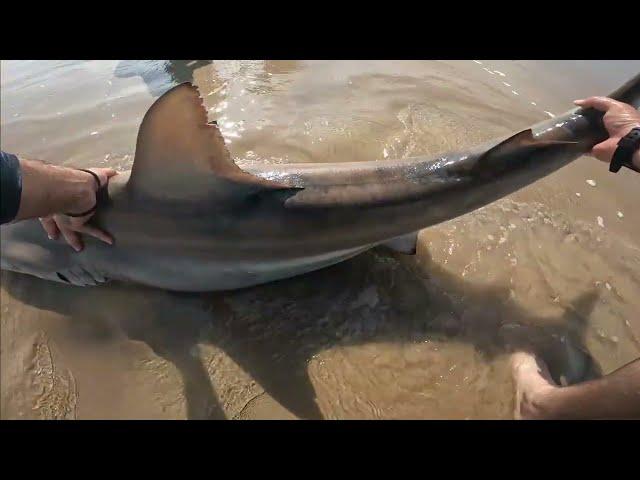 Shark fishing Padre Island National Seashore (PINS)