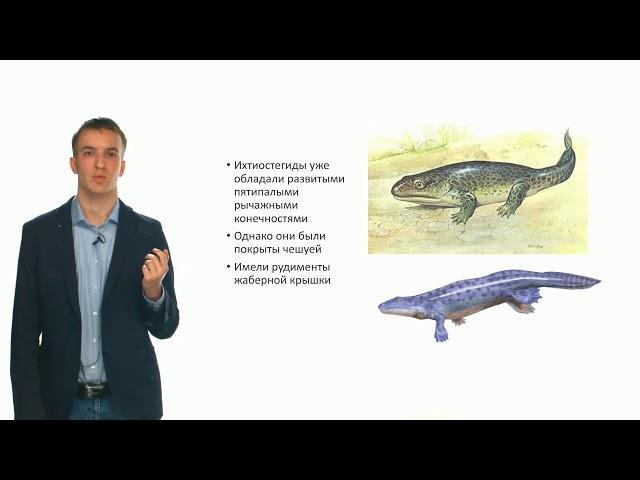 Зоология позвоночных. Эволюция позвоночных животных (Семенцов М. В.)