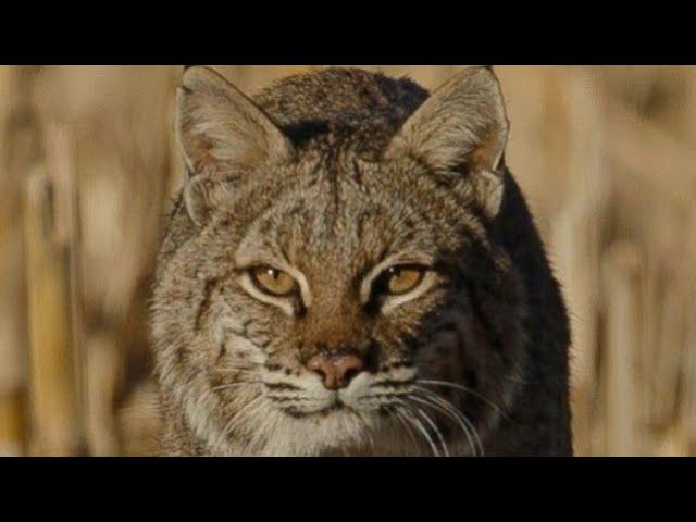 The Secret to Calling Bobcats! - Arizona Coyote Hunting