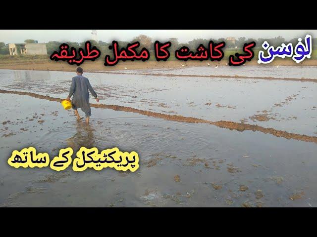 لوسن کی کاشت||Losan ke kasht||Agriculture guru