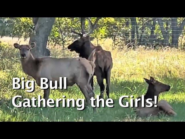 Big Bull and His Ladies!