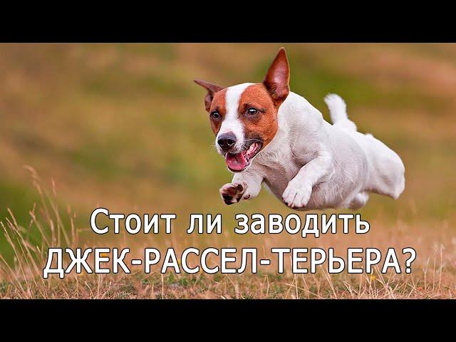 ДЖЕК-РАССЕЛ-ТЕРЬЕР. Плюсы и минусы породы JACK RUSSELL TERRIER