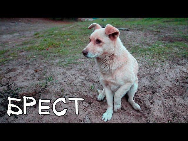Дневник качка: Брест