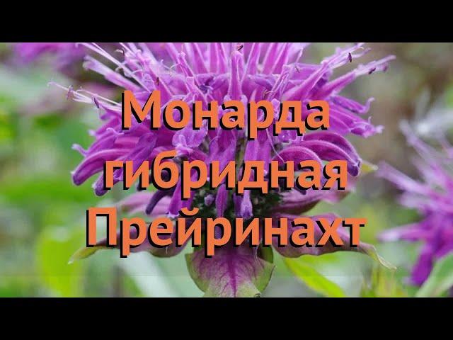 Монарда гибридная Прейринахт (preyrinakht)  обзор: как сажать, саженцы монарды Прейринахт