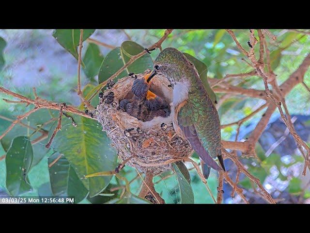  Feeding in the wind. Olive feeds her Hummingbird chicks in the afternoon breeze. #nest #birds