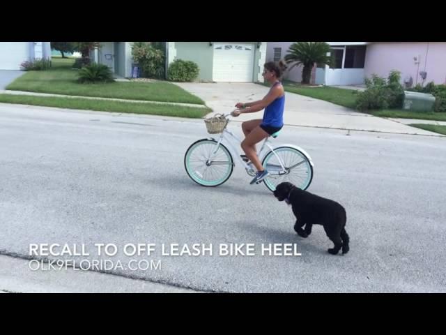 18mo Portuguese Water Dog "Luna" | Palm Bay Dog Trainers | Amazing Obedience Training