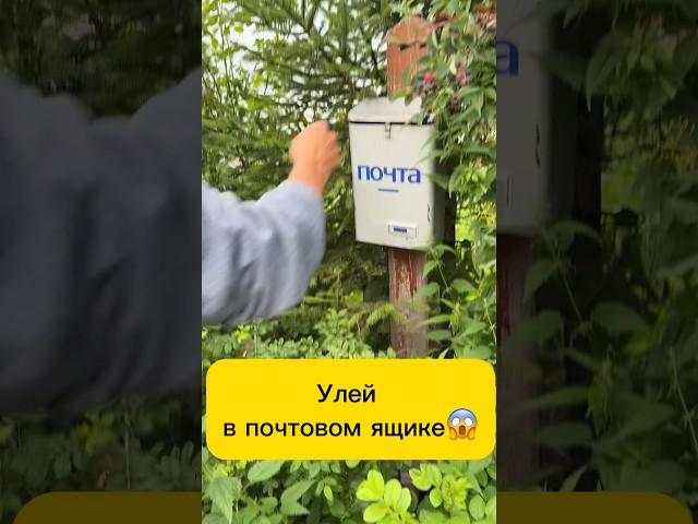 Черные осы Как достать письма? #shortsvideo  #шок #осы #улей #рой #пчелы #спасение #нападение