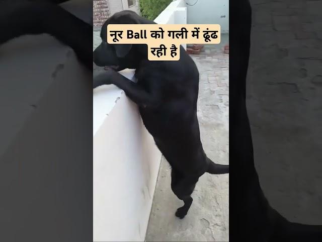 Noor Ball ko gali mein dhundh rahi hai #labrador #dog #doglover #puppy