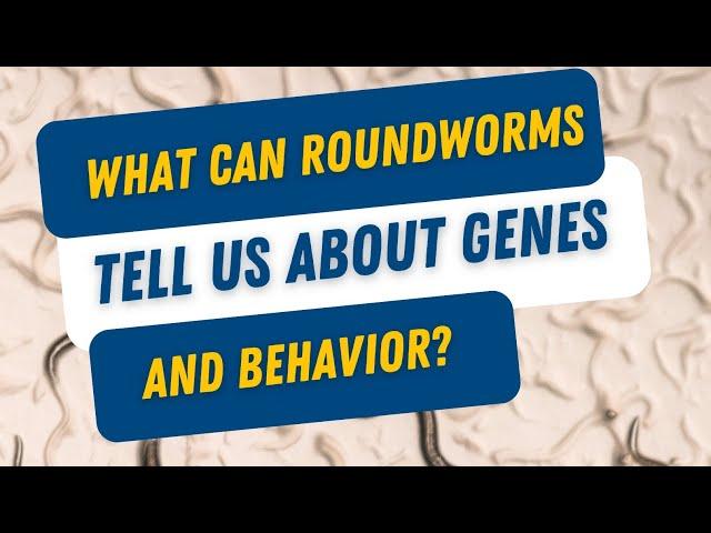 Worms are invaluable to understanding the #brain and #genetics. #neuroscience   #academicresearch