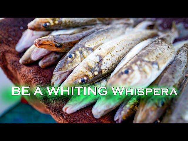 Master King George Whiting Fishing | Adventure | Reedy's Rigs | Tinganoster