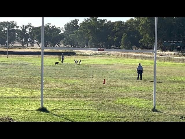 2022 - Australian Allround Stockdog - 3 sheep final - Jake Nowlan - Amos Zone - 95