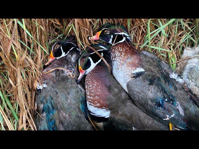 10 Gauge Nebraska Duck Hunt - Wood Duck Limit (November 2024)