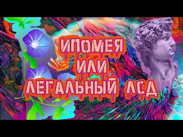 Семена Ипомеи - Недавно Легальный Аналог ЛСД???