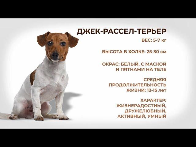 Собаки и люди: Джек-Рассел-Терьер