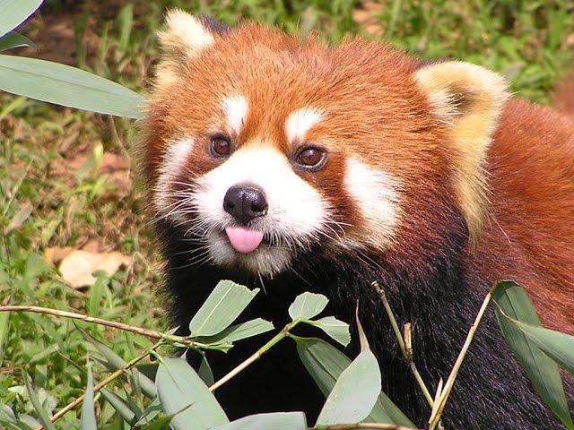 Funny red panda compilation - cute animals and pets for everybody!