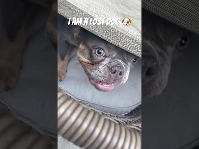 I am a lost dog  #funny #shorts #cute