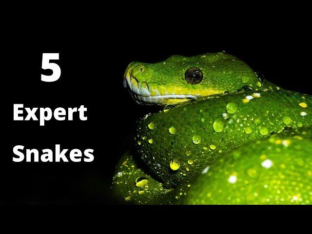 The 5 Best Snakes for Expert Keepers