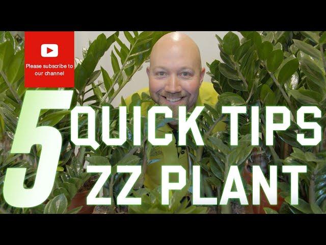 5 quick tips Zamioculcas zamiifolia ZZ plant