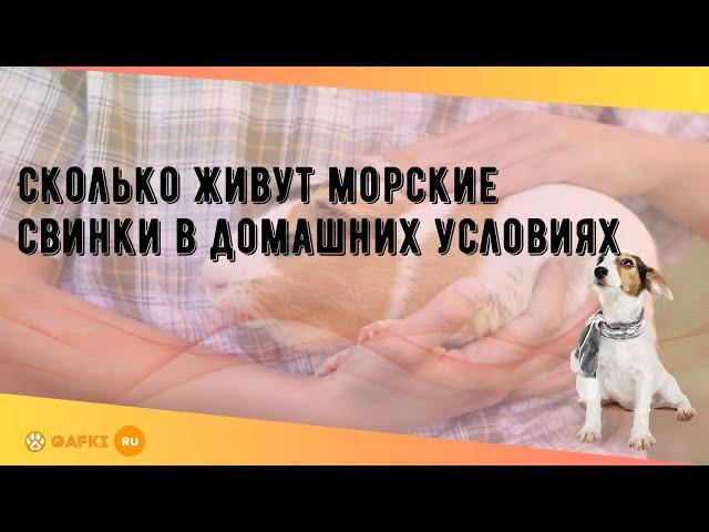 Сколько живут морские свинки в домашних условиях