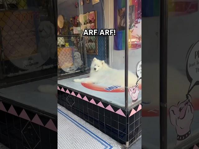 Samoyed in the window for sale?!  #dog #cute #fluffy #doglover