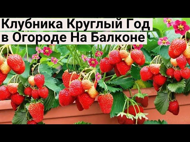 Жалею, Что Раньше не Знала Про ЭТИ СОРТА КЛУБНИКИ! Теперь Клубника на Подоконнике Круглый Год!