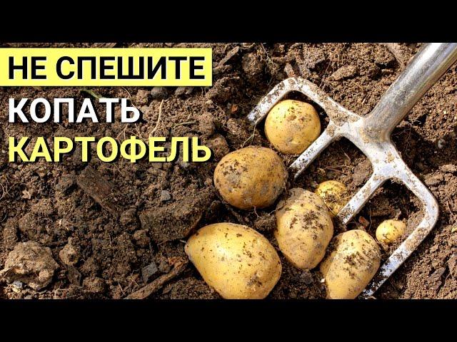 Когда копать КАРТОШКУ на хранение? НЕ ПРОПУСТИТЕ сроки! Как понять что картофель можно копать?