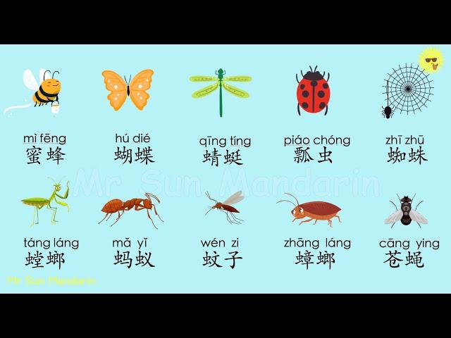 Learn insects/Bugs in Chinese Mandarin,Chinese vocabulary, Mr Sun Mandarin