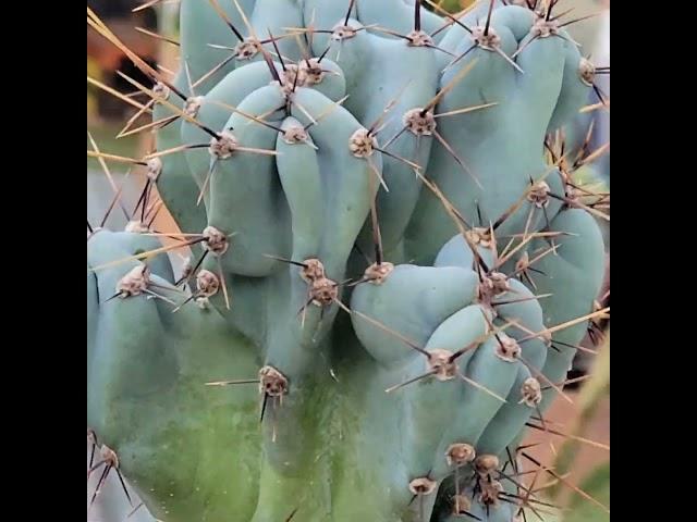 Cereus repandus - Peruvian Apple Cactus