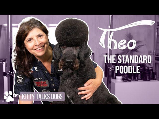 Grooming Theo the Standard Poodle | Kitty Talks Dogs – TRANSGROOM