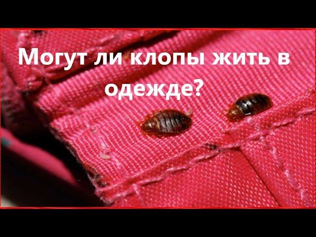 Могут ли клопы жить в одежде