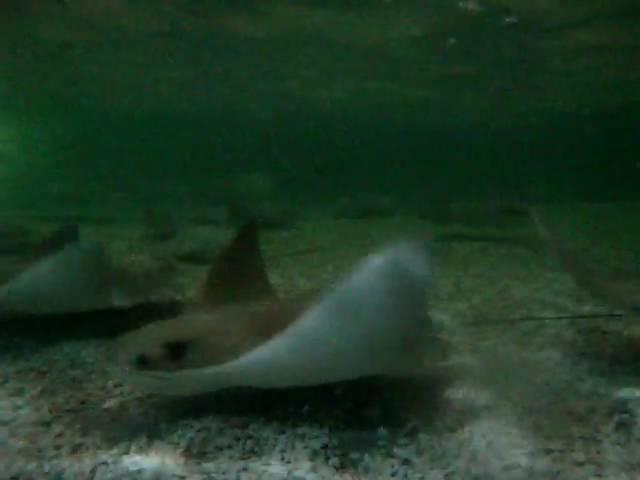 Cownose Stingrays II