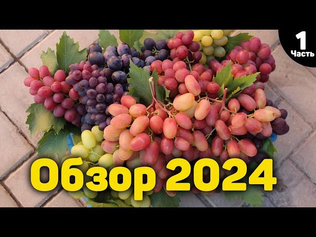 Overview of ultra-early and early grape varieties - 2024 - "Part 1"