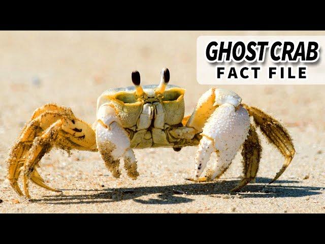 Ghost Crab Facts: the Crabs in Holes on Beaches | Animal Fact Files