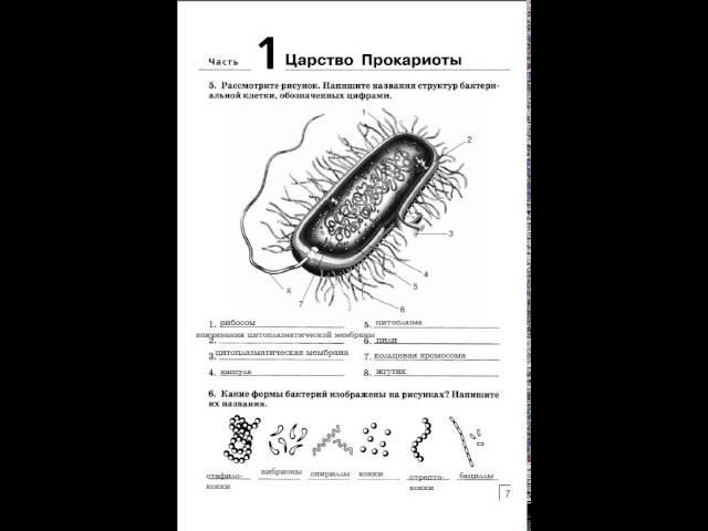 ГДЗ решебник рабочая тетрадь по биологии 7 класс В.Б. Захаров, Н.И. Сонин . Задание: стр. 7