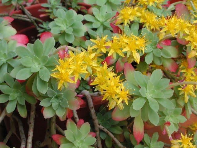 Sedum palmeri. Garden Center online Costa Brava - Girona.